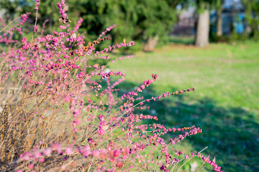 Obraz premium Snowberry - bushes with inedible berries. Nature photo in spring