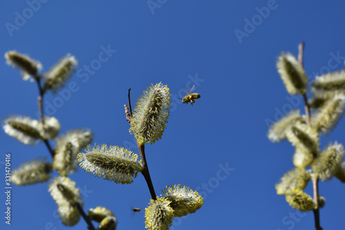 Biene an Weide, Palmkätzchen