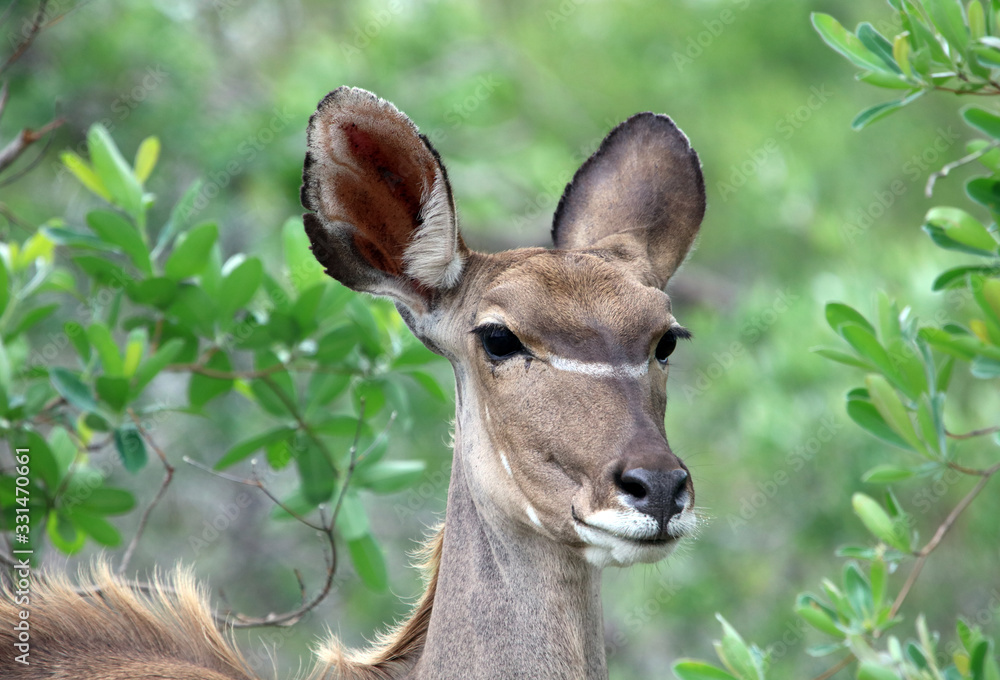 Fototapeta premium Female Kudu Sabi Sands Game Reserve
