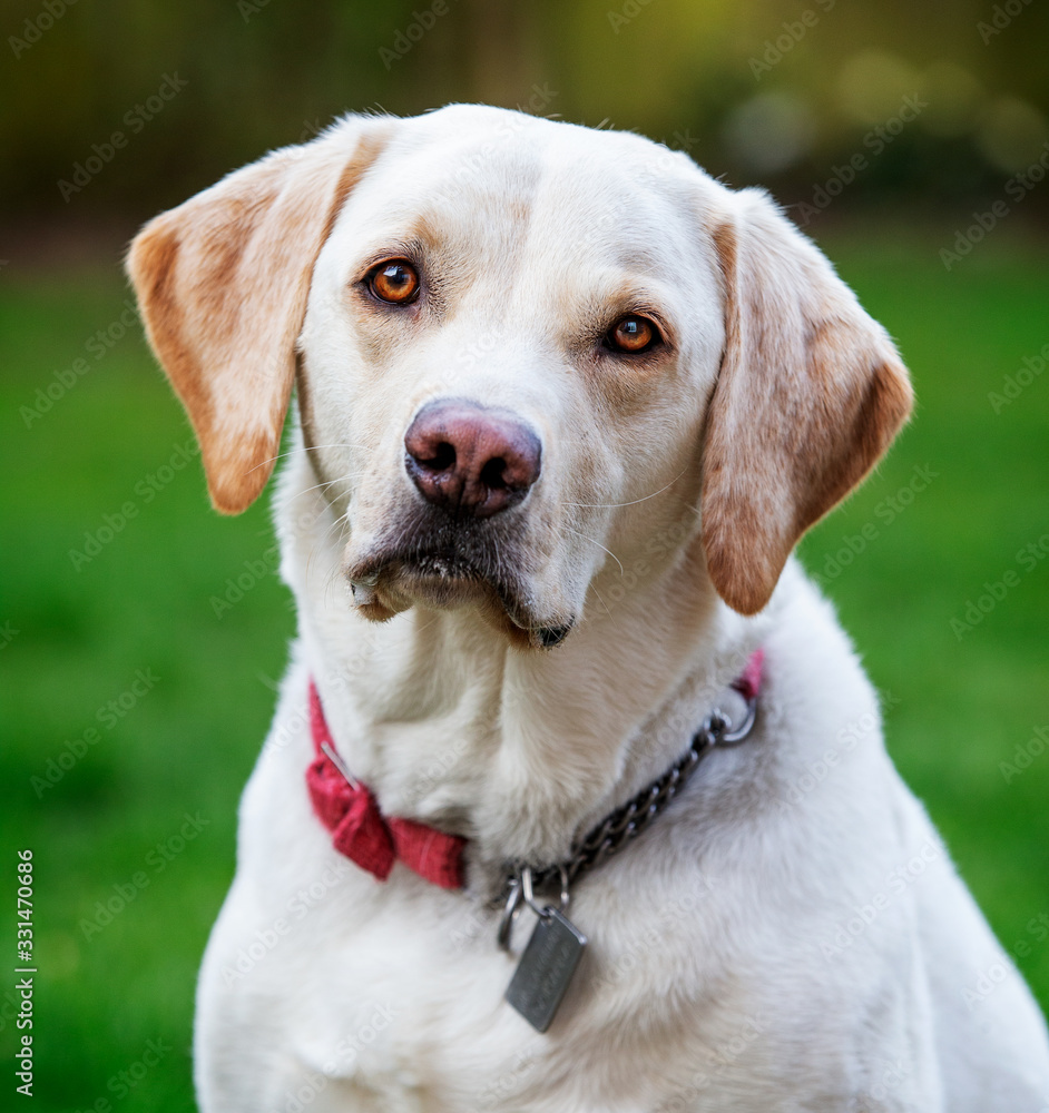 Adorable portrait of Golden Labrador, grass in background