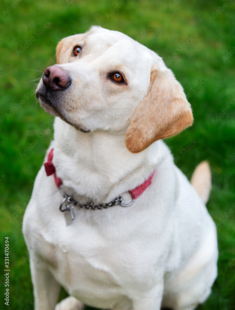 Adorable Golden Labrador sitting obediently on grass Adorable Golden Labrador sitting obediently on grass