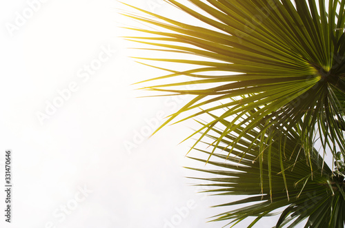 Sun over green palm leaves. Tropical Background.