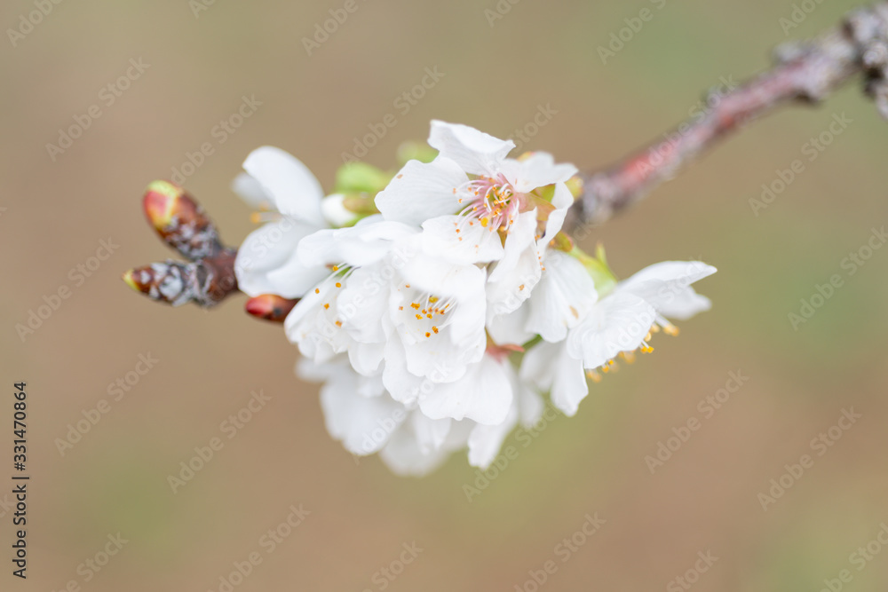 Detail of different flowers of fruit trees Detail of different flowers of fruit trees
