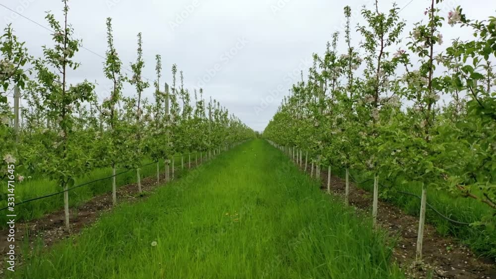 Moving through an orchard with apple trees. Agricultural plantation. Farmland. Flying between branches of flowering trees in apple orchard. Moving through an orchard with apple trees. Agricultural plantation. Farmland. Flying between branches of flowering trees in apple orchard.