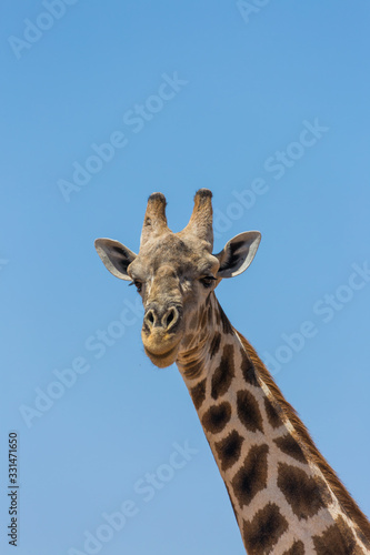 Giraffe in Kalahari desert