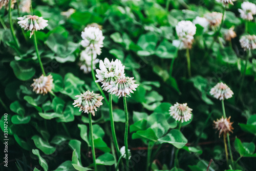 dandilion with green background