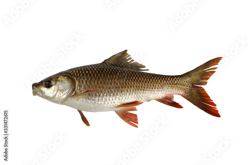 Labeo rohita fish isolated on white background photo
