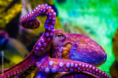Octopus in a sea water aquarium squid in blue sea water