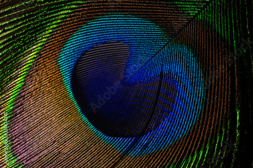 Macro peacock feather,Feather, Peacock, Peacock Feather, Macrophotography, Nature © banjongseal324