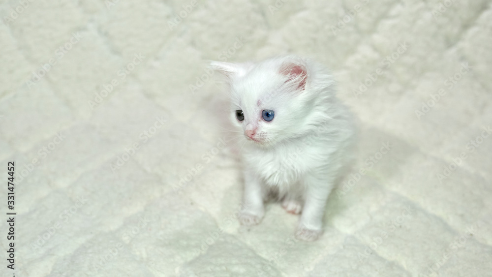 kitten with heterochromia white color