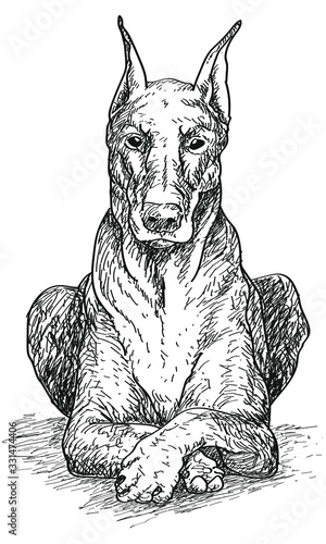 doberman dog sitting, vintage hand-drawn vector graphic of nice hound