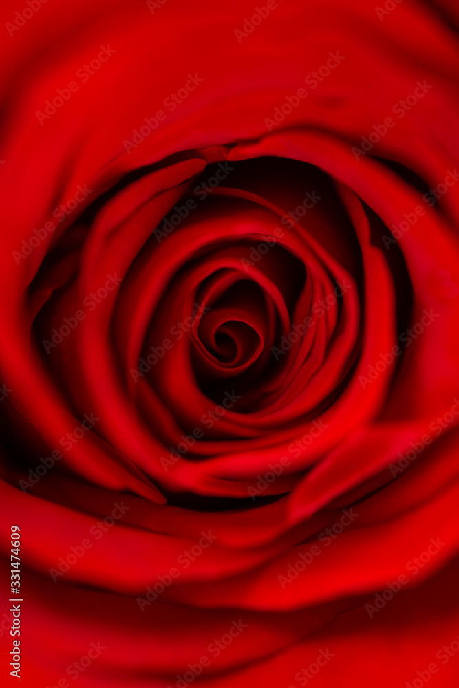 Vibrant fresh crimson or red rose close up. Rose head macro photo background. Vibrant fresh crimson or red rose close up. Rose head macro photo background.