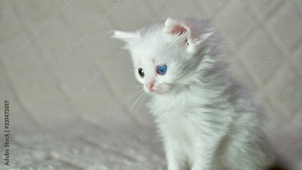 kitten with heterochromia white color