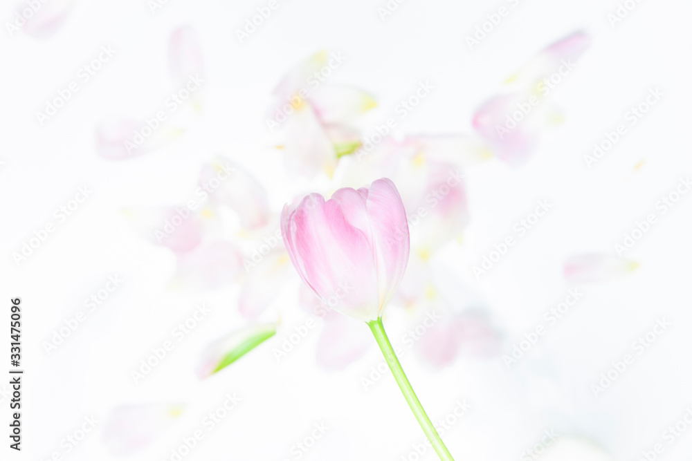 Blütenblätter einer Tulpe Flatlay