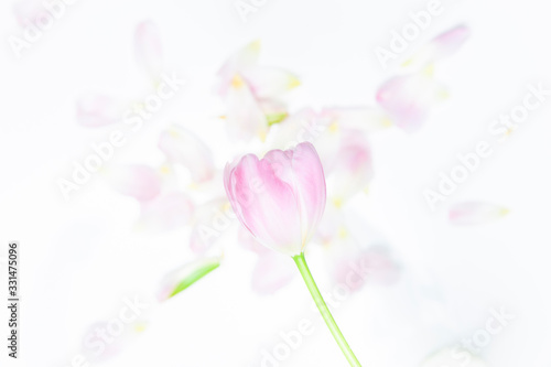 Fototapeta Naklejka Na Ścianę i Meble -  Blütenblätter einer Tulpe Flatlay