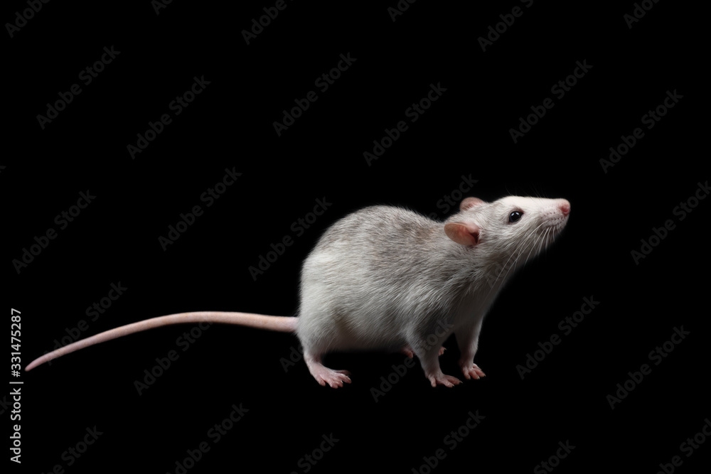 Gray rat isolated on dark black background. Rodent pet. Gray rat isolated on dark black background. Rodent pet.