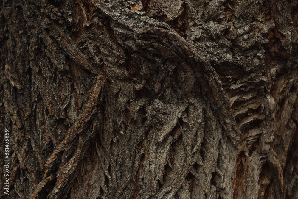 Tree bark in the shape of an eye Tree bark in the shape of an eye