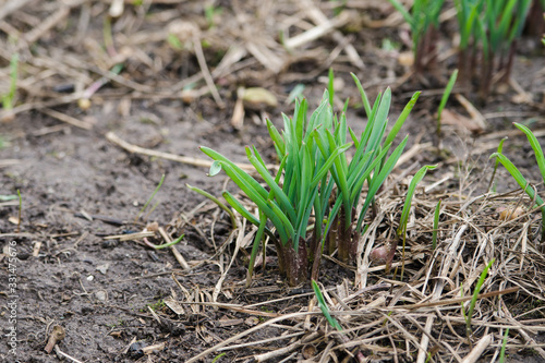 Young shoots of daffodil flowers in a spring flowerbed