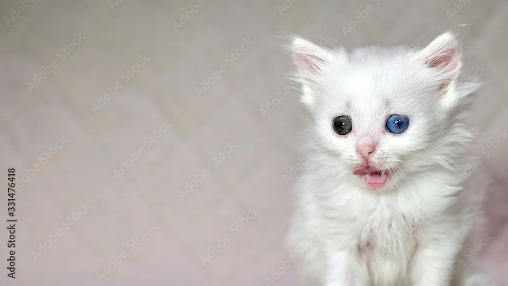 kitten with heterochromia white color kitten with heterochromia white color
