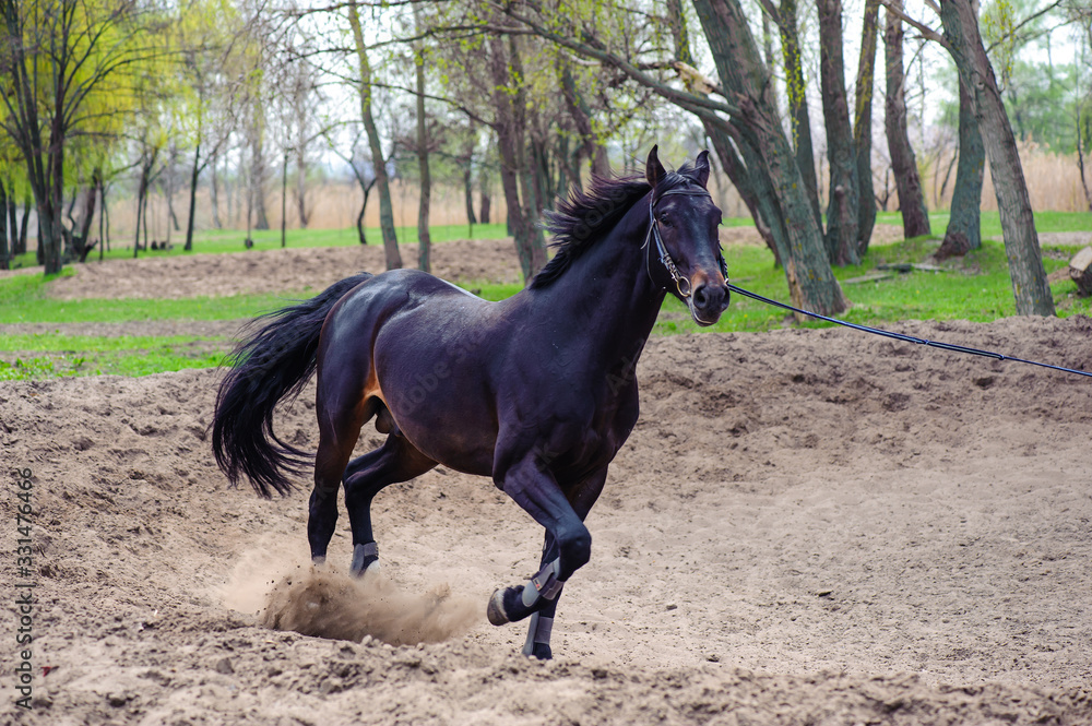 A horse training running in circles in a sandy terrain with trees in the back A horse training running in circles in a sandy terrain with trees in the back