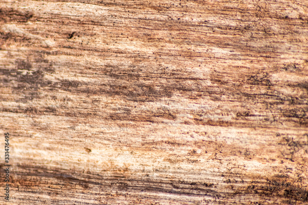 Altes marodes Holz eines gefällten Baumes verwittert im Wald und wird von Pilzen und Insekten zersetzt und wieder zu neuer Erde und Humus für neues Leben und Wachstum im Wald Altes marodes Holz eines gefällten Baumes verwittert im Wald und wird von Pilzen und Insekten zersetzt und wieder zu neuer Erde und Humus für neues Leben und Wachstum im Wald