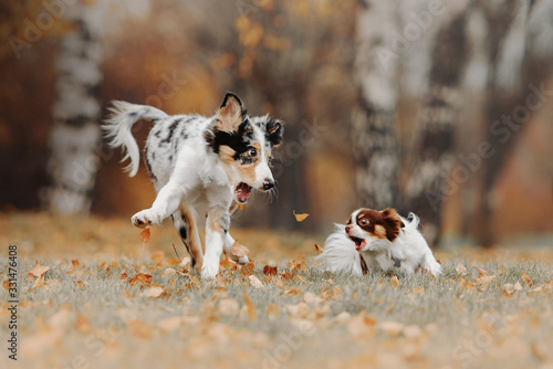 Photography two funny dogs playing and barking together outdoors