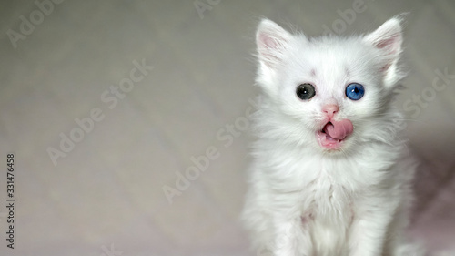 kitten with heterochromia white color photo