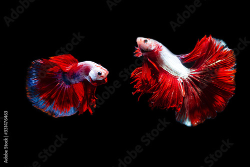 Siamese Fighting Fish: The Beauty of Siam Photography, Photos Capture the moving moment of siamese fighting fish, Two betta fish isolated on black background 