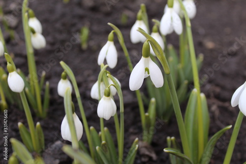 snowdrops in the snow