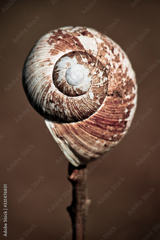 spiral shape of a snail, symbolic image of growth spiral shape of a snail, symbolic image of growth