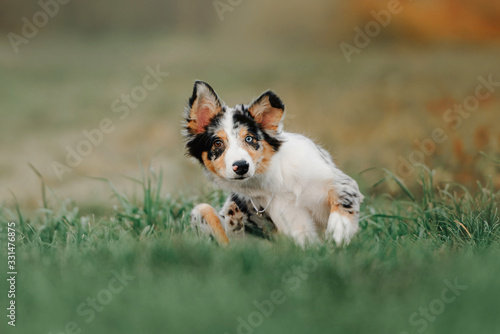 adorable border collie puppy with different colored eyes posing outdoors
