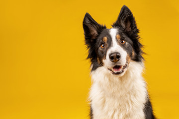 Happy black tri border collie portrait on yellow background