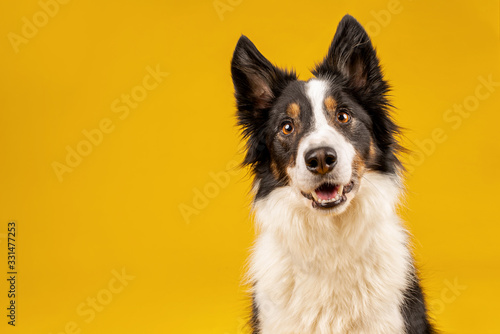 Fotografia Happy black tri border collie portrait on yellow background