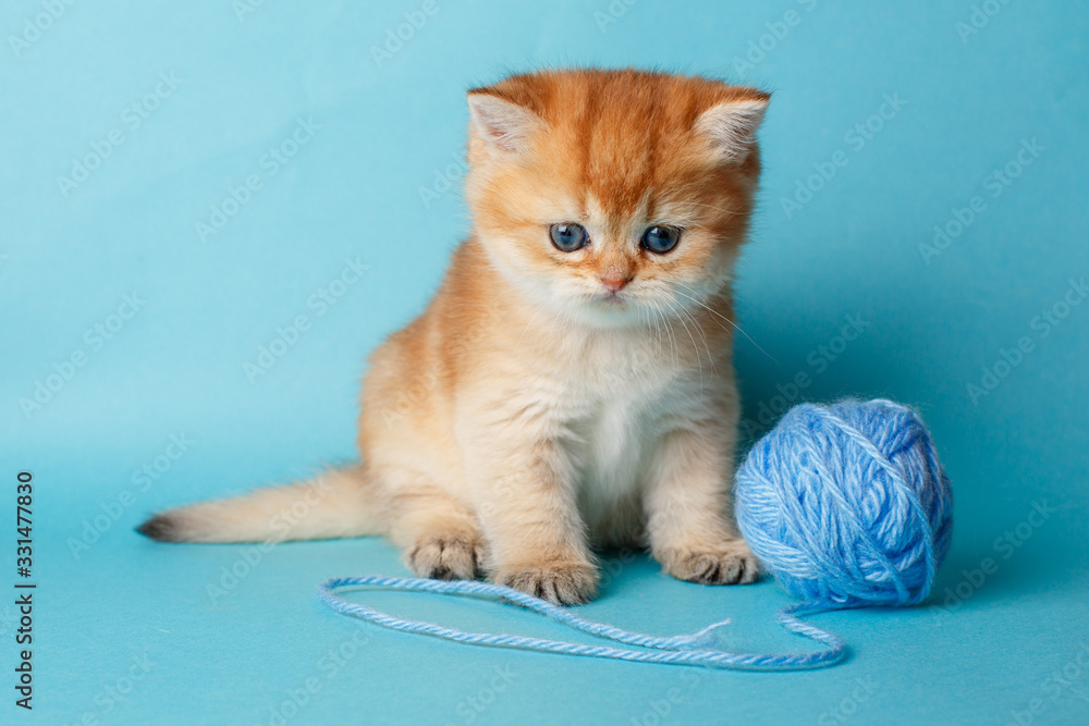 Naklejka premium kitten Golden chinchilla on a blue background with a ball
