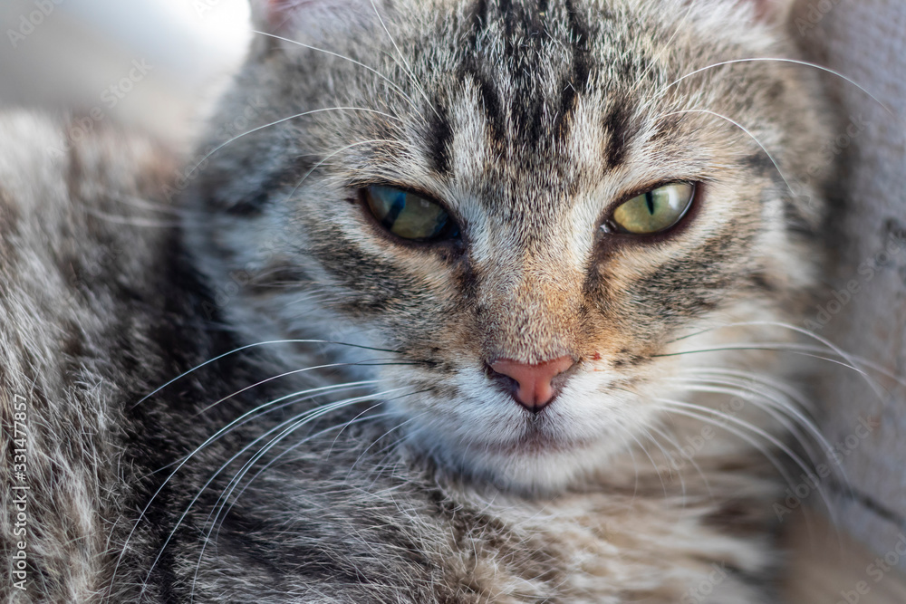 Shallow depth of field. Cat. Focus on the nose. Close-up.