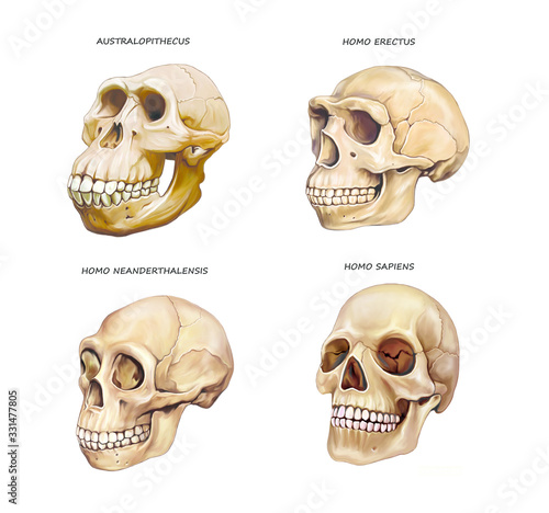 Φωτογραφία human skull evolution