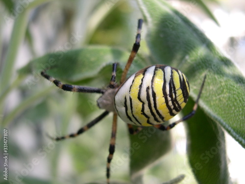 spider on leaf