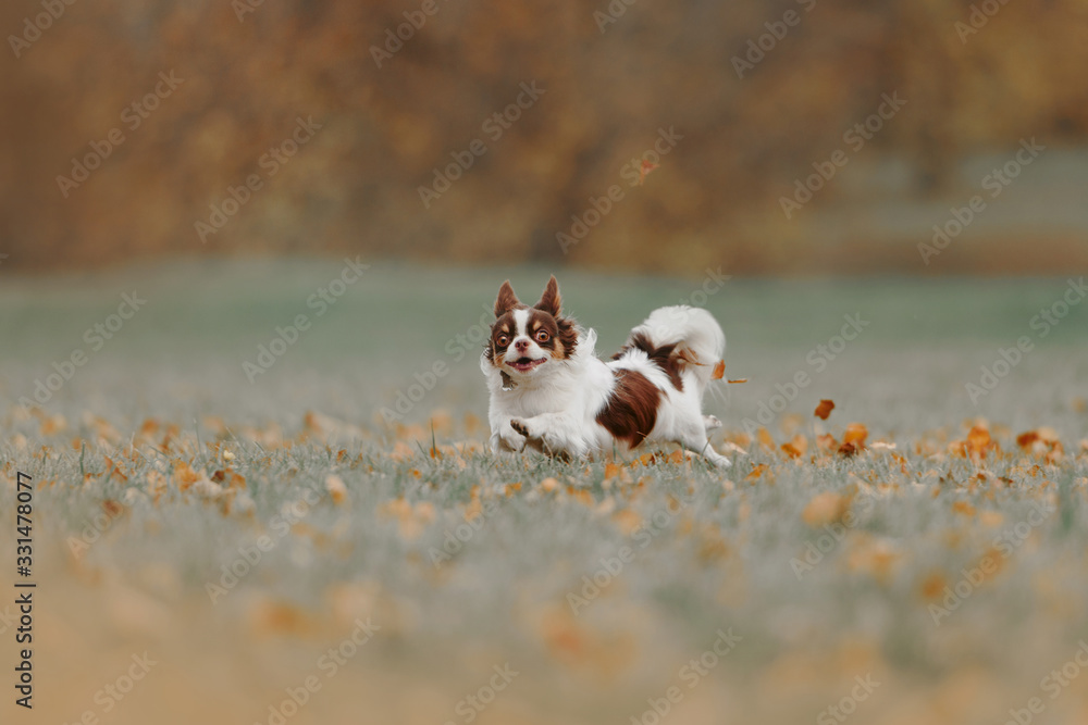 happy tricolor chihuahua dog running outdoors in autumn