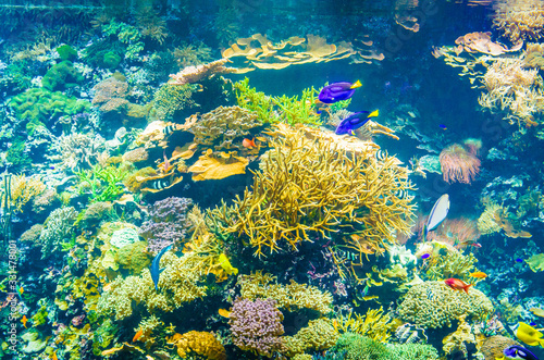 Tropical fish in a sea aquarium in the sea in blue optics