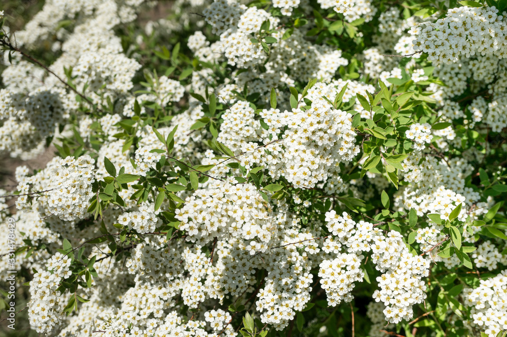 Blooming Spirea. Spiraea hypericifolia. Many white spirea flowers form a magnificent spring background. Blooming Spirea. Spiraea hypericifolia. Many white spirea flowers form a magnificent spring background.