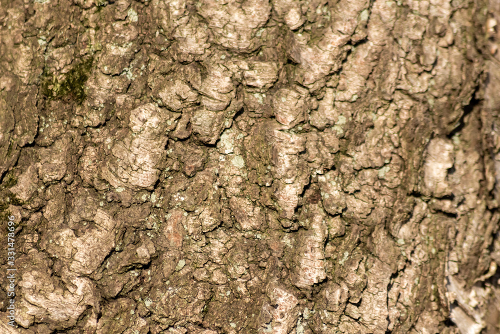 Rauhe Baumrinde bildet einen schönen natürlichen und ökologisch nachhaltigen Hintergrund für Umweltthemen und alles rund um Forstwirtschaft, Holzverarbeitung und Holzveredelung Rauhe Baumrinde bildet einen schönen natürlichen und ökologisch nachhaltigen Hintergrund für Umweltthemen und alles rund um Forstwirtschaft, Holzverarbeitung und Holzveredelung