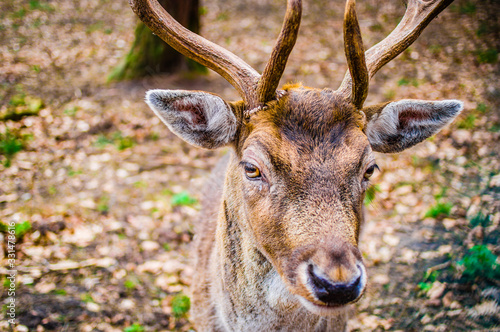 Fototapeta Naklejka Na Ścianę i Meble -  Young deer with antlers and macro