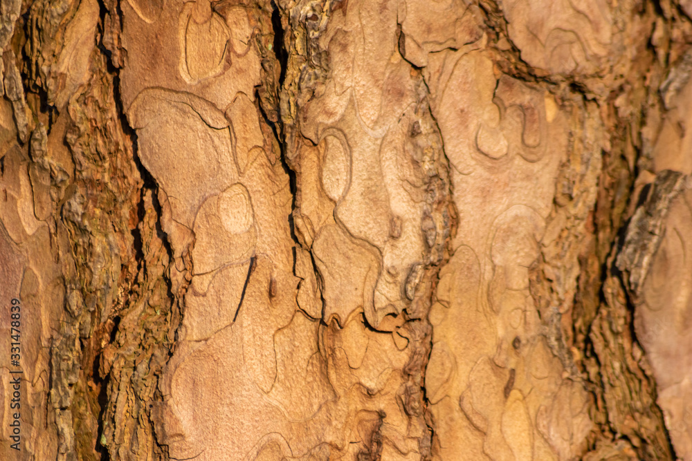 Rauhe Baumrinde bildet einen schönen natürlichen und ökologisch nachhaltigen Hintergrund für Umweltthemen und alles rund um Forstwirtschaft, Holzverarbeitung und Holzveredelung Rauhe Baumrinde bildet einen schönen natürlichen und ökologisch nachhaltigen Hintergrund für Umweltthemen und alles rund um Forstwirtschaft, Holzverarbeitung und Holzveredelung
