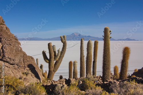 giant cacti on Incahuasi island against the background of the Uyuni salt marsh (Salar de Uyuni)  in Bolivia