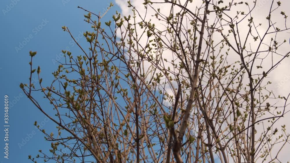 Lilac flowering branch after winter. Spring buds on the branches of lilac without flowering. Slow motion video. Lilac flowering branch after winter. Spring buds on the branches of lilac without flowering. Slow motion video.