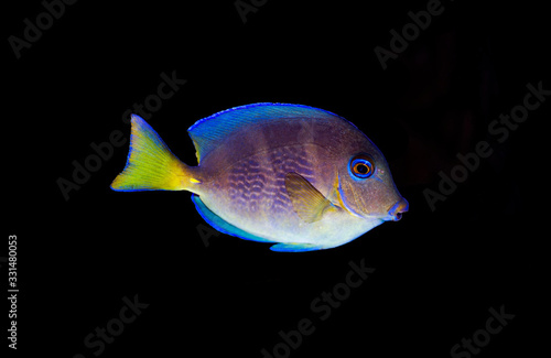 Blue (yellow juvenile) Atlantic ocean surgeonfish tang - Acanthurus coeruleus photo