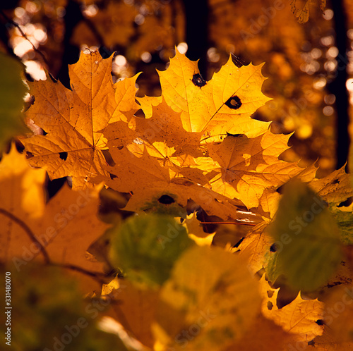 Maple yellow leaf in the sunset light in autumn