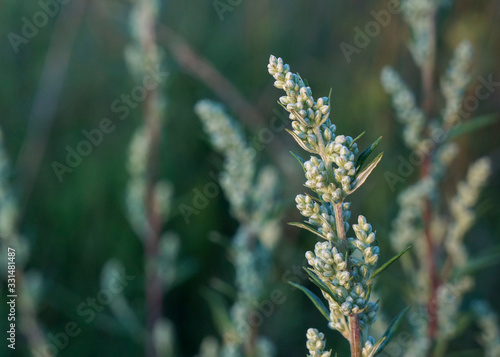 Close-up view of blooming Artemisia vulgaris (common mugwort, riverside wormwood, felon herb, wild wormwood, St. John's plant), selective focus. Floral background, medicinal herbs concept