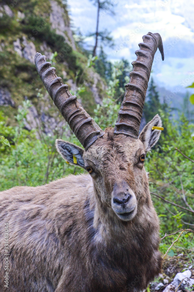 Alpine ibex or Steinbock in wild nature in the Austrian Alps
