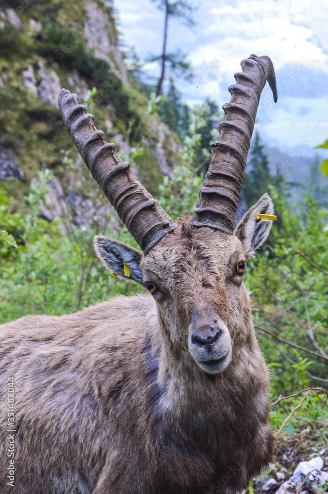 Alpine ibex or Steinbock in wild nature in the Austrian Alps Alpine ibex or Steinbock in wild nature in the Austrian Alps